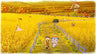 Captura de juego de DORAEMON STORY OF SEASONS: Friends of the Great Kingdom - Nintendo Switch - imagen 3