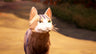 Captura de juego de Warrior Cats: Clans of the Forest - Preventa - Xbox Series X|S - imagen 5